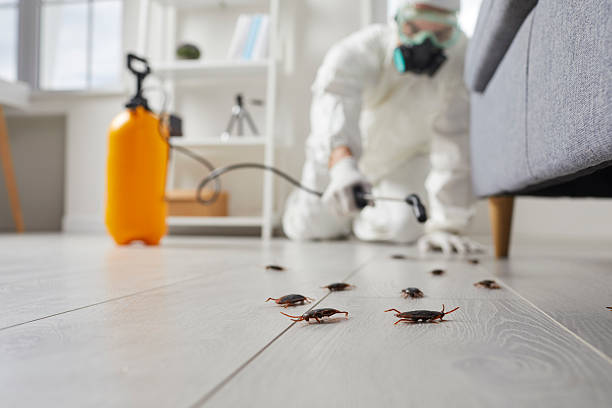 Post-Treatment Bed Bug Interceptor Monitoring in Langston